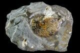 Sphenodiscus Ammonite - South Dakota #110580-1